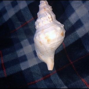 Hand Picked Sea Shell from Florida